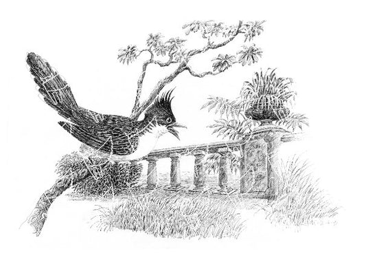 Lunuganga Woodpecker