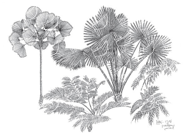 Palms and Ferns