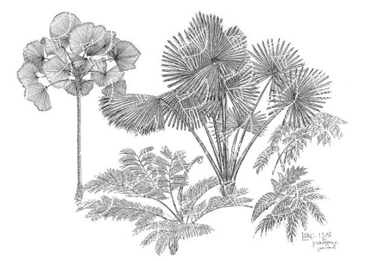 Palms and Ferns